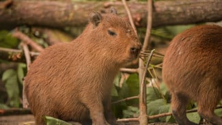 Bukan Babi, Bukan Berang-berang, Tapi Capybara