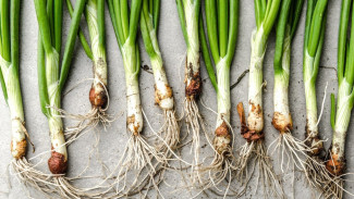 7 Tanaman yang Bisa Ditanam dari Sisa Dapur, Gak Perlu Beli Benih!