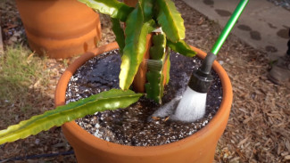 Lupakan Tanah! Trik Menanam Buah Naga Mini dalam Pot, Hiasan Rumah Sekaligus Camilan Sehat