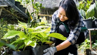7 Ide Kreatif Berkebun di Lahan Sempit yang Bikin Rumah Asri