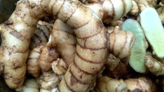 Tak Hanya Kunyit Oranye, Ini 6 Khasiat Kunyit Putih yang Jarang Diketahui