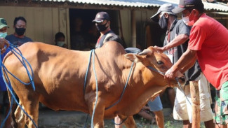 15 Tradisi Perayaan Idul Adha di Berbagai Daerah Indonesia, Grebeg Gunungan Hingga Mepe Kasur