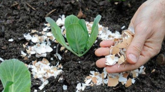 Manfaat Cangkang Telur Bagi Tanaman, Kali ini Tidak Lagi Dianggap Sebagai Limbah