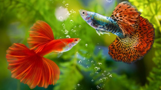 Wajib Coba! Panduan Lengkap Budi Daya Ikan Hias Air Tawar untuk Pemula