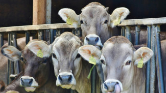 Jejak Karbon Makanan: Daging Sapi hingga Kopi, Mana yang Paling Berdampak pada Lingkungan?