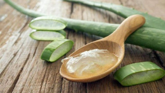 Lidah Buaya Manfaat Alami Kulit Sehat dan Lembab