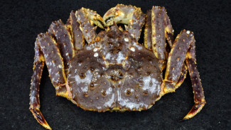 Mengenal Kepiting Alaska: Fakta Menarik Si Raja Lautan