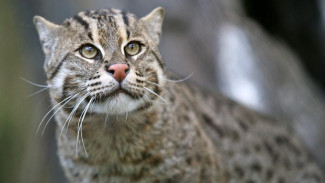 Mengenal Lebih Dekat Kucing Air, Kucing Langka dan Jago Memangsa