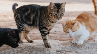 Pecinta Kucing? Kenali Karakter Kucing Berdasarkan Warnanya