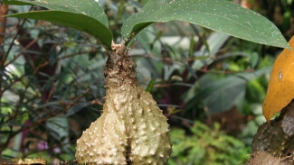 6 Keajaiban Tanaman Obat Langka, Harta Karun Obat Tersembunyi yang Jarang Orang Tahu!