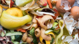 4 Cara Mudah Pemanfaatan Sampah Dapur Jadi Pupuk Super untuk Tanaman