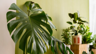 Mengenal 7 Jenis Tanaman Monstera untuk Hiasan Rumah