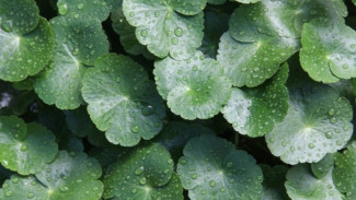 Mudah Ditanam di Rumah! Ini 5 Manfaat dan Cara Aman Mengonsumsi Daun Pegagan