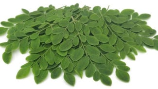 7 Olahan Daun Kelor Super Lezat yang Bikin Kamu Lupa Kalau Ini Sayur!