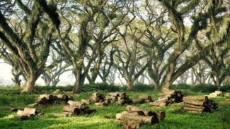 3 Film Survival Terbaik di Hutan Belantara yang Dijamin Seru Banget!