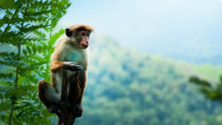 9 Arti Mimpi Dikejar Monyet, Tanda Bahaya atau Berkah?