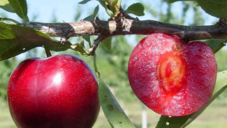 Ini dia 7 Manfaat Buah Plum bagi Kesehatan