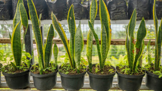 Ini Penyebab Daun Lidah Mertua Anda Menguning