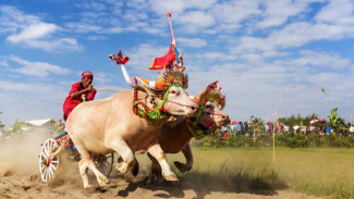 5 Keunikan Makepung Bali, Dari Bajak Sawah Jadi Festival Paling Gila!