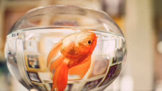 Jarang Diketahui, Ini 7 Penyebab Ikan Hias Mati