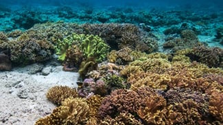 Mengintip Pesona Bunaken yang Tersembunyi, Surga Bawah Laut Sulawesi