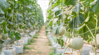 Tanpa Lahan Luas! Ini Cara Menanam Melon di Polybag yang Praktis