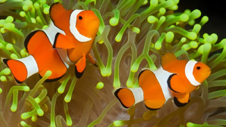 Fakta Menarik Ikan Nemo, Ganti Kelamin Demi Selamatkan Koloninya