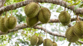 Tips Budidaya Durian, Dari Bibit Hingga Panen Melimpah