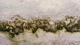 Black Mold Bukan Lagi Ancaman, Ini Panduan Lengkap Membasminya Secara Permanen!