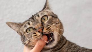 7 Arti Mimpi Digigit Kucing, Pertanda Buruk atau Baik?