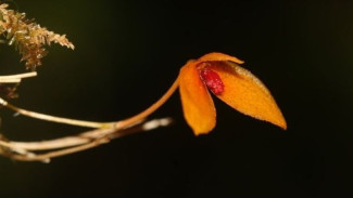 Spesies Anggrek Bulbophyllum bukitrayaense Ditemukan di Hutan Kalimantan