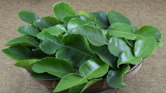 Rahasia Mudah Menanam Daun Jeruk di Rumah, Dijamin Subur dan Wangi!