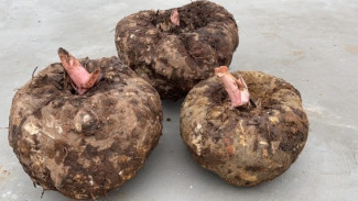 Konyaku, Umbi Beracun yang Jadi Superfood untuk Diet Sehat