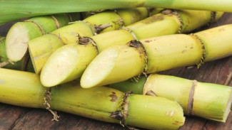 Tetes Tebu Rahasia Pupuk Alami Manfaat Hebatnya untuk Tanaman