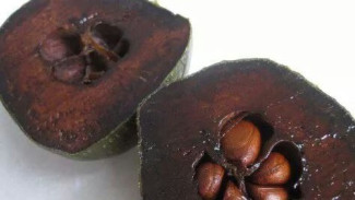 Black Sapote Si Puding Cokelat Alami yang Kaya Manfaat