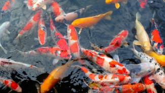 Manfaat Memelihara Ikan untuk Kesehatan dan Kehidupan Sehari-hari