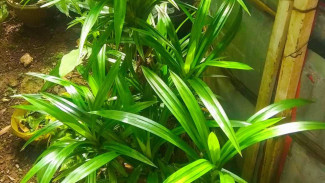 Anti Gagal! Cara Menanam Pandan Wangi di Rumah, Dijamin Subur dan Wangi