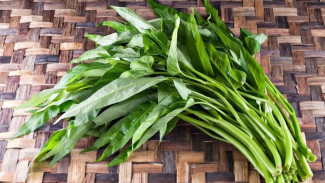 Lahan Rumah Sempit tapi Pengen Panen Sayur Segar Setiap Hari? Coba Cara Praktis Ini, Mau Mulai Kapan?