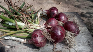 Cara Menanam Bawang Merah di Pot dan Polybag, Ternyata Gampang Banget!
