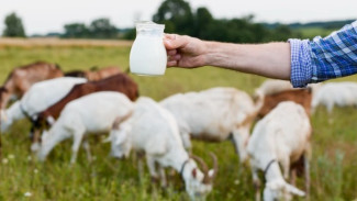 8 Manfaat Susu Kambing Bagi Kesehatan Tubuh yang Jarang Orang Tahu, Turunkan Kolesterol Hingga Obati Asma dan TBC