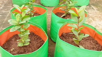 Panduan Pemula, Cara Menanam Jambu di Rumah dengan Mudah