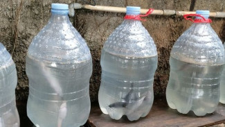 Solusi Kreatif! Manfaatkan Galon Bekas untuk Budidaya Lele di Lahan Terbatas