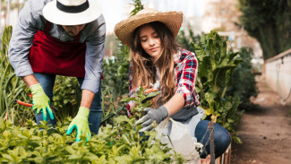 Ubah Pekarangan Jadi Kebun Subur, Panduan Bertani Modern di Lahan Sempit