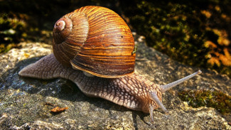 Siput Raksasa Afrika Ini Eksotis Tapi Sangat Merugikan