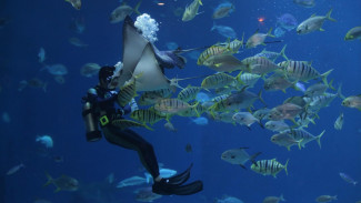 Wisata Bawah Laut Misterius, Kapal Karam dan Kota Tenggelam Terbaik!