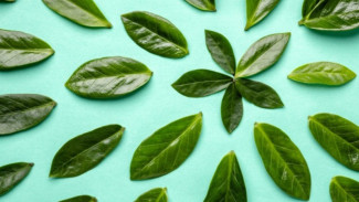 Bukan Sekadar Bumbu Dapur, Ini 7 Manfaat Daun Salam bagi Kesehatan