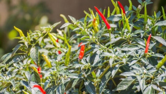Rahasia Cabe Rawit Super Lebat, 8 Cara Jitu yang Jarang Diketahui Petani Rumahan!
