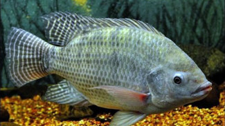 Rahasia Tersembunyi Ikan Mujair (Tilapia), Khasiat yang Jarang Diketahui!