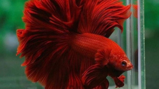 Cara Memelihara Ikan Cupang