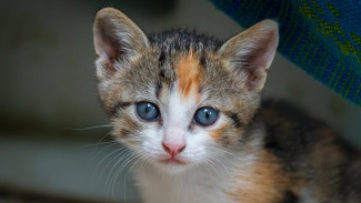Sebelum Bawa Pulang Kucing, Pertimbangkan Dulu Jenis, Plus-Minus, dan Karakternya!